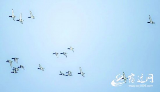 青头潜鸭1(1898267)-20220128084922