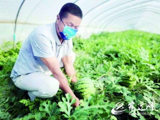 （全媒体 有视频）西瓜地飞出&ldquo;甜蜜&rdquo;的歌(2080241)-20220429084453