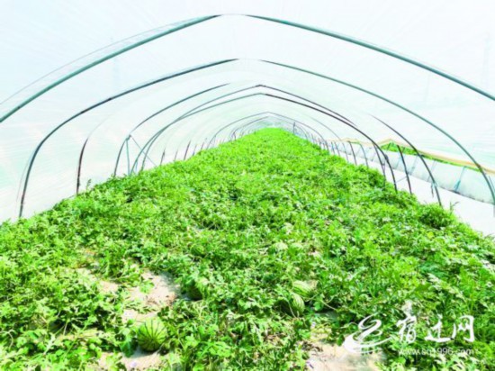 （全媒体 有视频）西瓜地飞出&ldquo;甜蜜&rdquo;的歌(2080245)-20220429084436