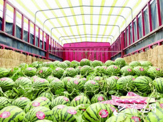 （全媒体 有视频）西瓜地飞出&ldquo;甜蜜&rdquo;的歌(2080243)-20220429084519