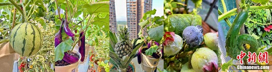 echo种的蔬果。受访者供图