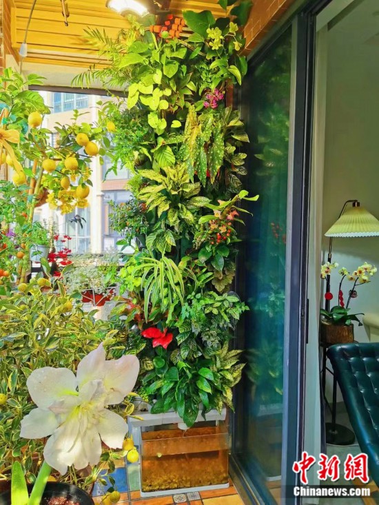 echo阳台的水循环系统。受访者供图