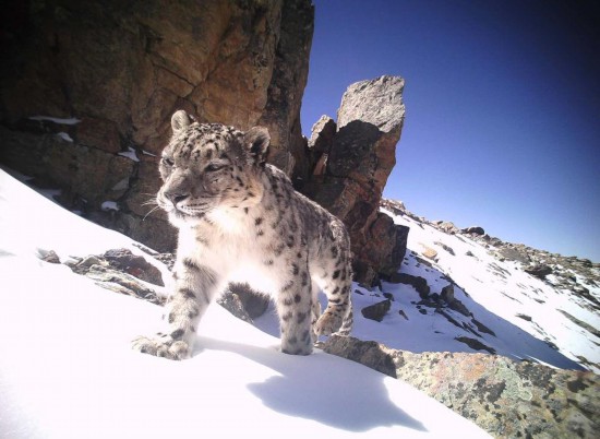 西藏珠峰地区雪豹数量超百只 “珠峰雪豹保护计划”交出亮眼成绩单