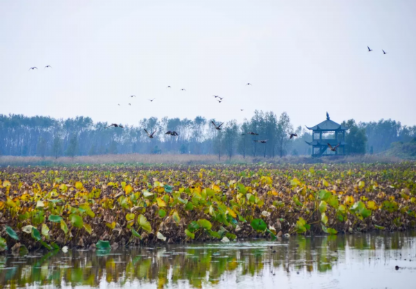 过冬的候鸟们拖家带口又来洪泽湖湿地啦!遮天蔽日、铺天盖地,太壮观了!!_我苏网