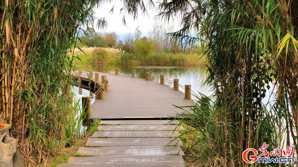 【脱贫攻坚在凉山】生态修复让邛海湿地&ldquo;胖&rdquo;起来
