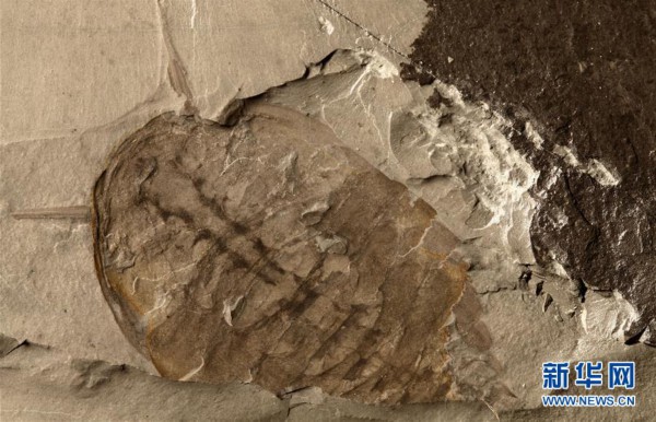 (新华全媒头条·图文互动)(10)探寻5亿年前“生命大爆炸”之奥秘——中国科学家发现寒武纪“化石宝库”清江生物群纪实