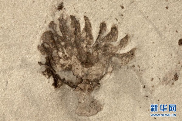 (新华全媒头条·图文互动)(9)探寻5亿年前“生命大爆炸”之奥秘——中国科学家发现寒武纪“化石宝库”清江生物群纪实