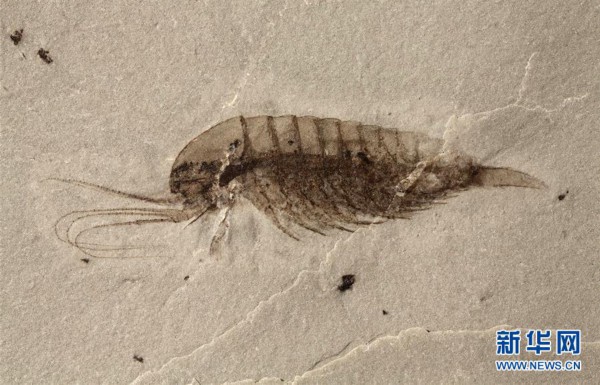 (新华全媒头条·图文互动)(12)探寻5亿年前“生命大爆炸”之奥秘——中国科学家发现寒武纪“化石宝库”清江生物群纪实