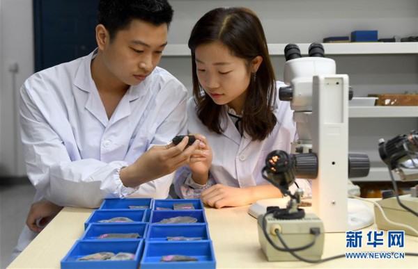 (新华全媒头条·图文互动)(5)探寻5亿年前“生命大爆炸”之奥秘——中国科学家发现寒武纪“化石宝库”清江生物群纪实