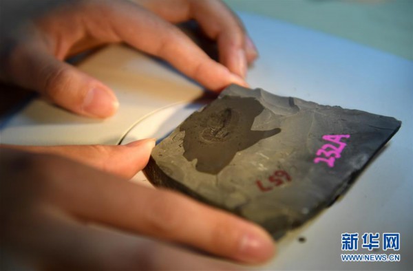 (新华全媒头条·图文互动)(8)探寻5亿年前“生命大爆炸”之奥秘——中国科学家发现寒武纪“化石宝库”清江生物群纪实