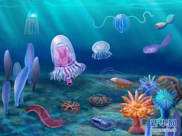 (新华全媒头条·图文互动)(15)探寻5亿年前“生命大爆炸”之奥秘——中国科学家发现寒武纪“化石宝库”清江生物群纪实
