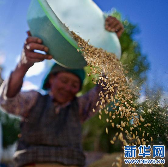 西藏：青稞产业提档升级促脱贫
