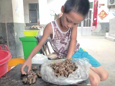 郑牛说：&ldquo;多捡一个知了壳，就能早一点救我姐的命。&rdquo;