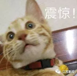 公安纪委都来了？奶茶店开业，门口花篮一个比一个惊人！真相更惊