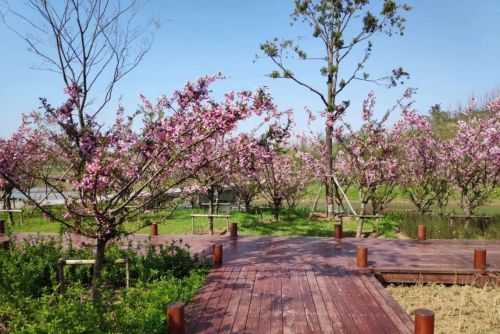 哇！张家港这里藏着一个现实版“绿野仙踪”！