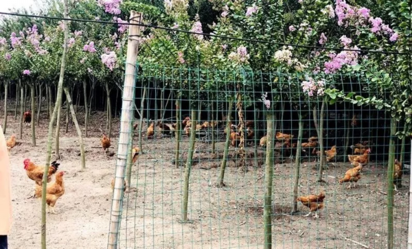 飞奔的精灵  财富养在绿树红花间