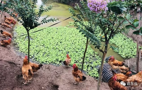 飞奔的精灵  财富养在绿树红花间