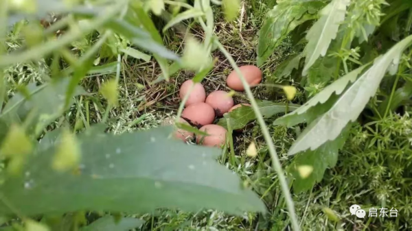 飞奔的精灵  财富养在绿树红花间