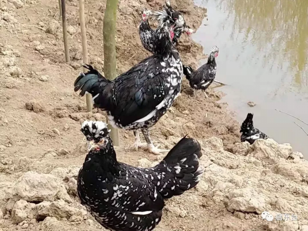 飞奔的精灵  财富养在绿树红花间