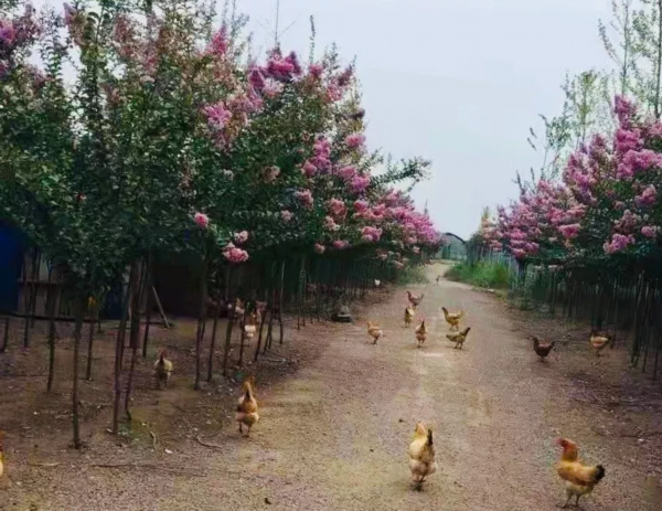飞奔的精灵  财富养在绿树红花间