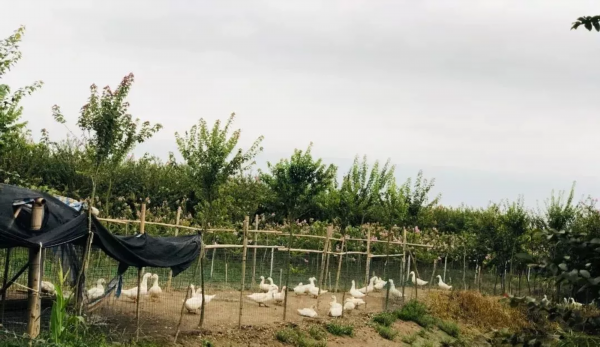 飞奔的精灵  财富养在绿树红花间