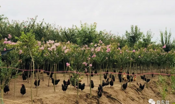 飞奔的精灵  财富养在绿树红花间