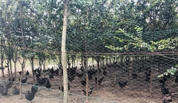 飞奔的精灵  财富养在绿树红花间