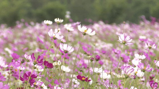 快看！邳州这个镇串起一条银杏旅游线路，好想去逛逛！