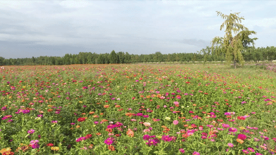 快看！邳州这个镇串起一条银杏旅游线路，好想去逛逛！