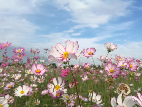 快看！邳州这个镇串起一条银杏旅游线路，好想去逛逛！