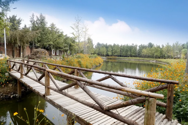 快看！邳州这个镇串起一条银杏旅游线路，好想去逛逛！