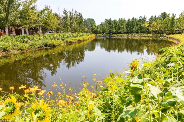 快看！邳州这个镇串起一条银杏旅游线路，好想去逛逛！
