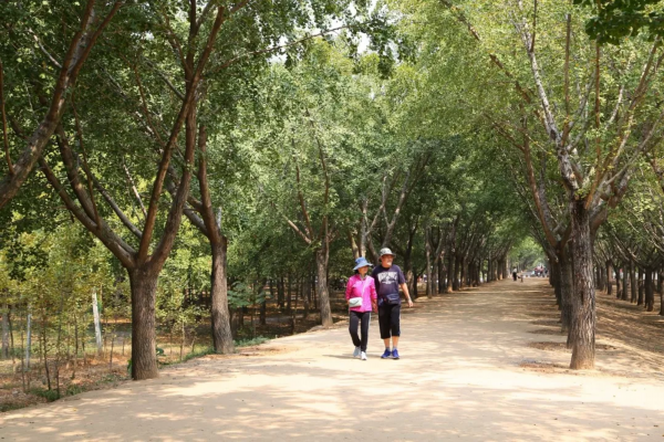 快看！邳州这个镇串起一条银杏旅游线路，好想去逛逛！