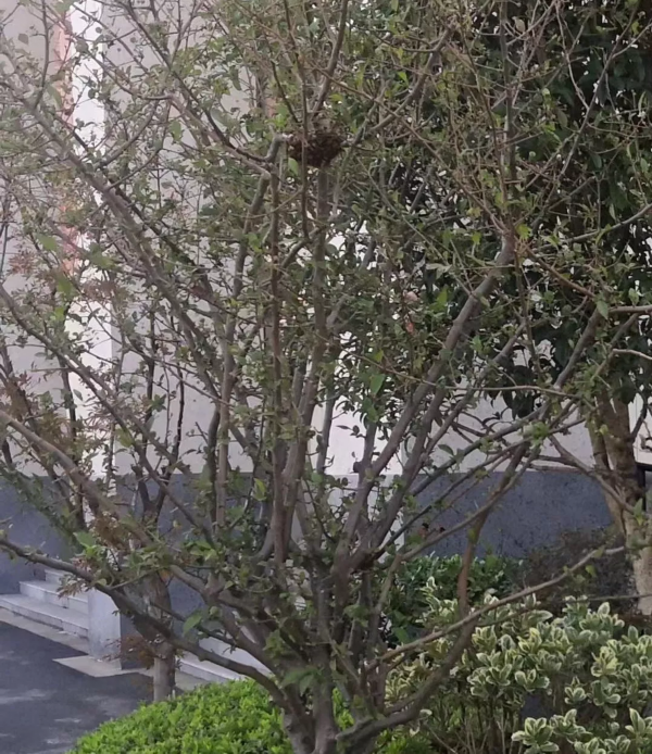 泰州这棵3米多高的树上惊现…消防员全副武装赶来了