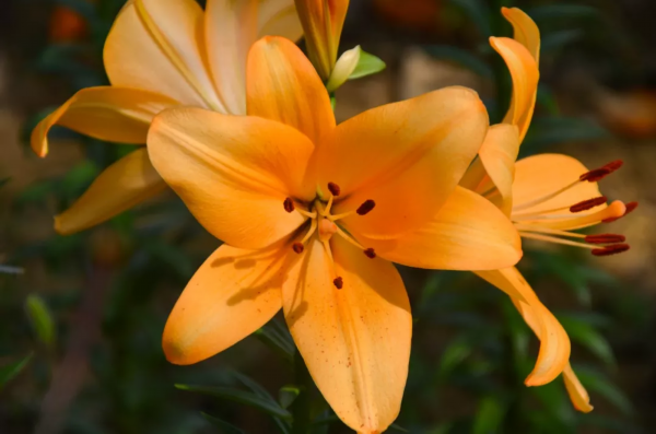 太美了！洪泽湖湿地百合、菊花、芦花盛放迎客，赏花人络绎不绝！