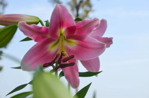 太美了！洪泽湖湿地百合、菊花、芦花盛放迎客，赏花人络绎不绝！