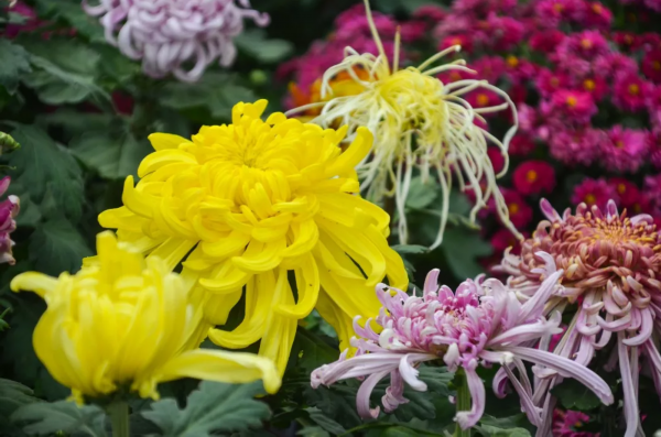 太美了！洪泽湖湿地百合、菊花、芦花盛放迎客，赏花人络绎不绝！