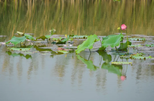 太美了！洪泽湖湿地百合、菊花、芦花盛放迎客，赏花人络绎不绝！