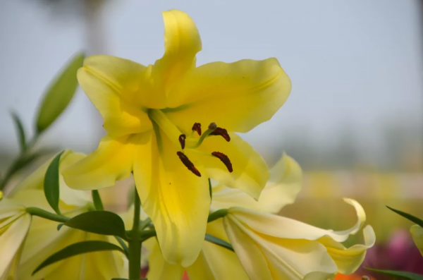 太美了！洪泽湖湿地百合、菊花、芦花盛放迎客，赏花人络绎不绝！