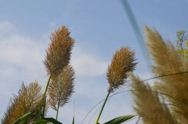 太美了！洪泽湖湿地百合、菊花、芦花盛放迎客，赏花人络绎不绝！