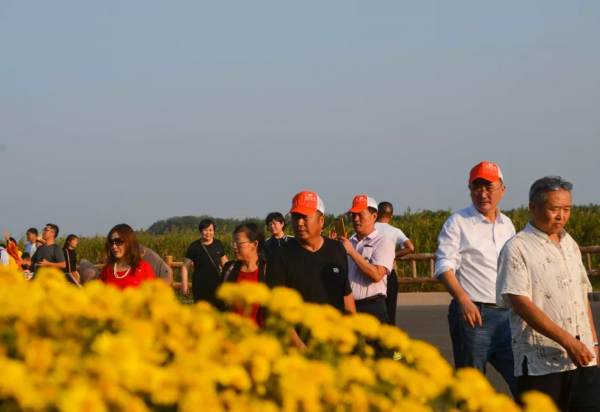 太美了！洪泽湖湿地百合、菊花、芦花盛放迎客，赏花人络绎不绝！