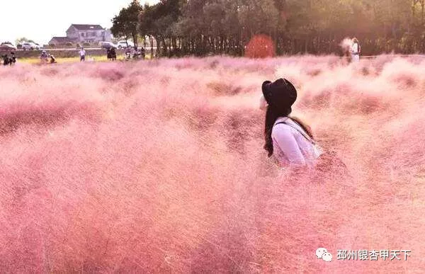 寻仙草、逛花海，邳州又新晋两个网红打卡地！