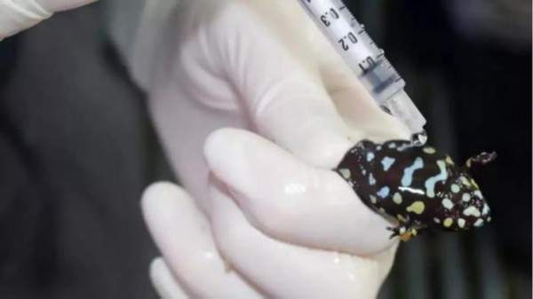 图片来源：Aimee Silla