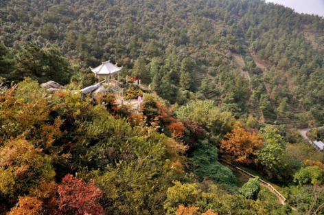 苏州孩子把课堂搬进树山 上演真实版的“神农尝百草”！