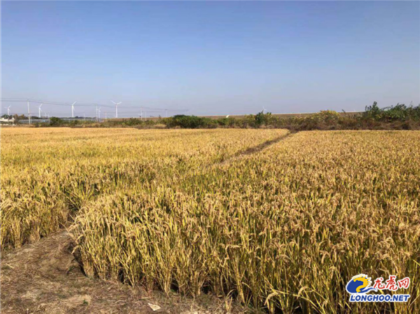 科技让农业变“简单” 南京为乡村振兴注绿色动能