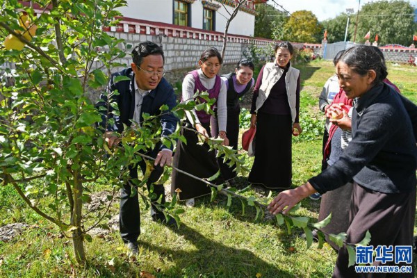 （图片故事）（3）“苹果博士”甜了藏乡百姓