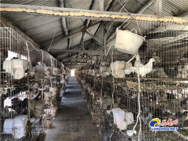 大学生农村创业 南京为乡村振兴注入青春力量