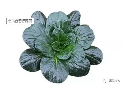 如皋美味飘香大上海！因为一棵菜！它不仅是蔬菜，还是一种文化、