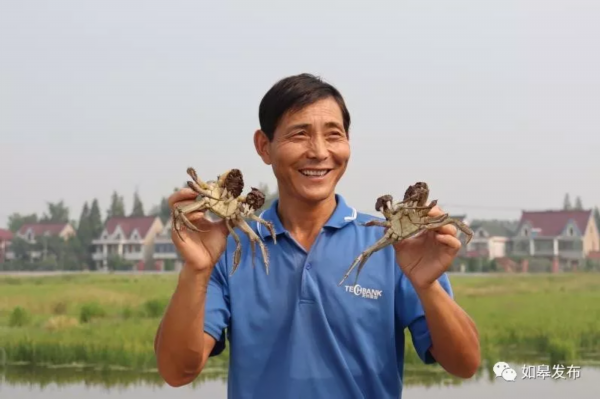 稻黄蟹肥“钱”景好！每天上午，他都要乘着“竹筏”在稻田里巡视