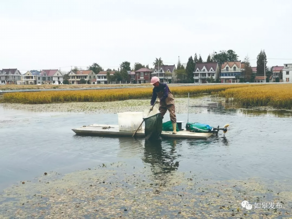 稻黄蟹肥“钱”景好！每天上午，他都要乘着“竹筏”在稻田里巡视